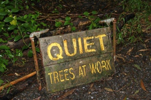 Waikamoi Ridge Trail Maui