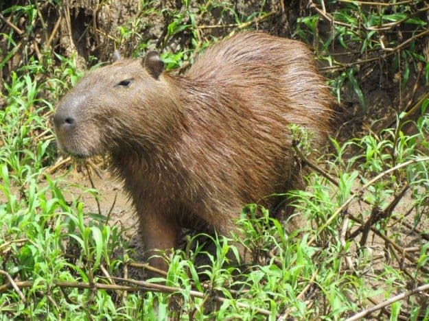 Capybaras along the Tambopata River. Wasai Tambopata Lodge Capybara