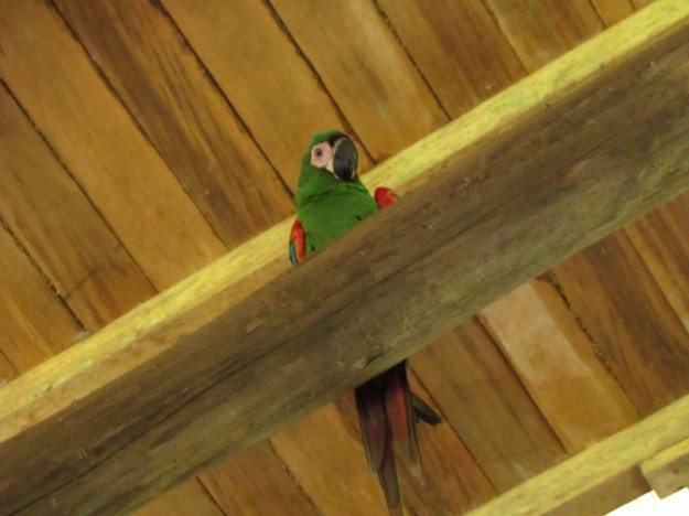 Polly- the Resident Mess Hall Parrot Wasai Tambopata Lodge Peru