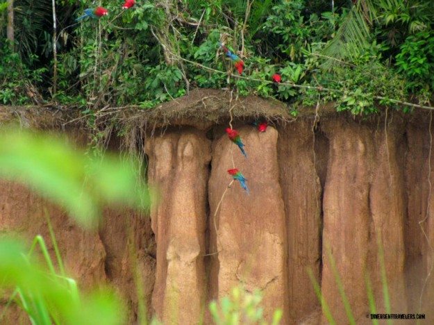 macaws on tree in a forest