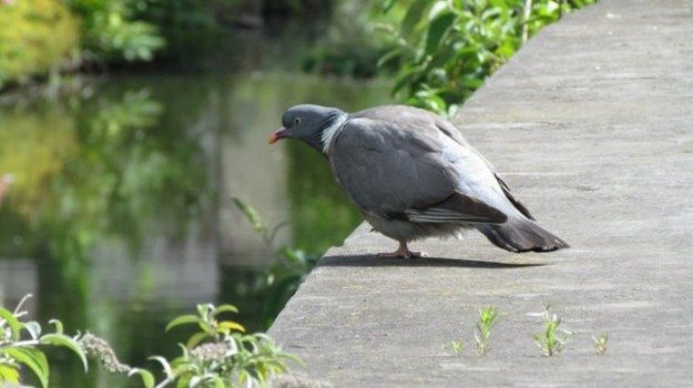 pigeons of belgium divergent