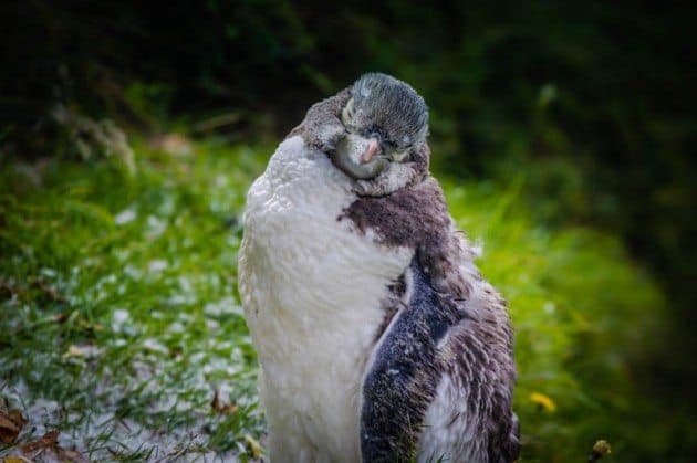 yellow eyed penguin New Zealand