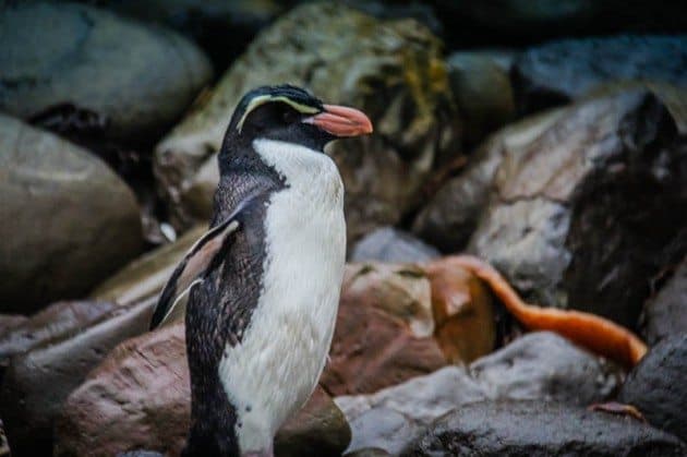 Fiordland Penguin The Catlins New Zealand