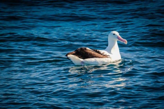 Kaikoura Whale Watching - Albatross