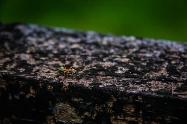 Green "Lemon Butt" Ant Atherton Tablelands wildlife