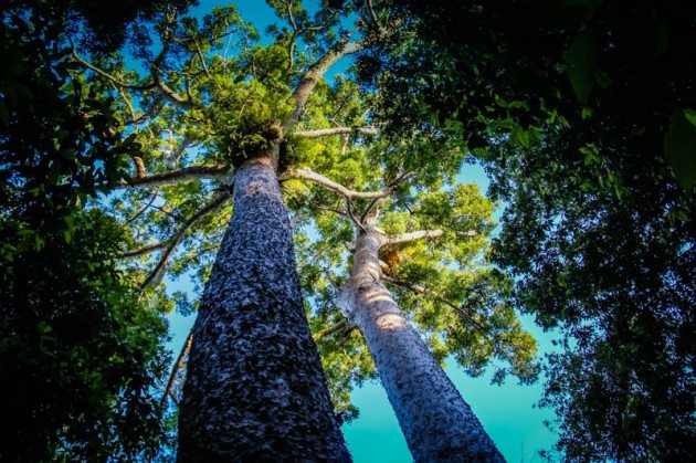 Beautiful Trees in Atherton Tablelands Rainforest Atherton Tablelands wildlife