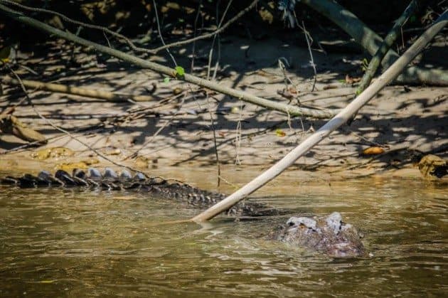 crocodile in Cairns