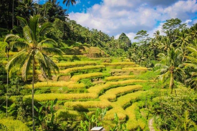 Tegalalong Rice Terraces Ubud Bali