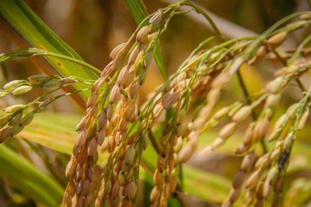 Tegalalong Rice Terraces Ubud Bali