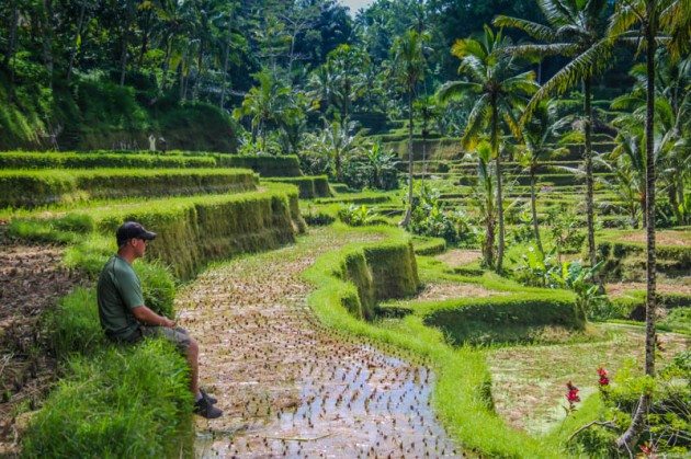 Tegalalong Rice Terraces Ubud Bali