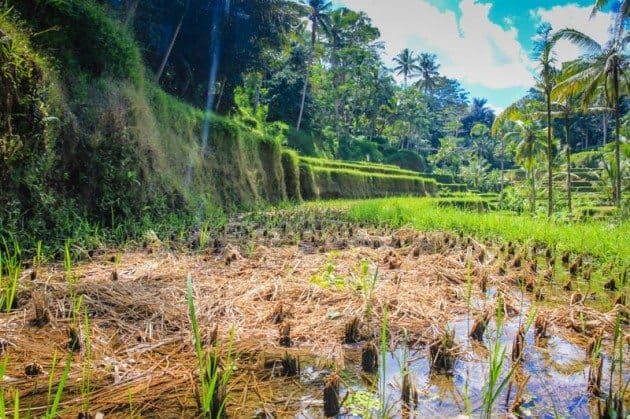 Tegalalong Rice Terraces Ubud Bali
