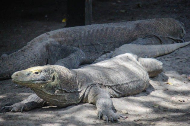 Komodo dragon Rinca Island Indonesia