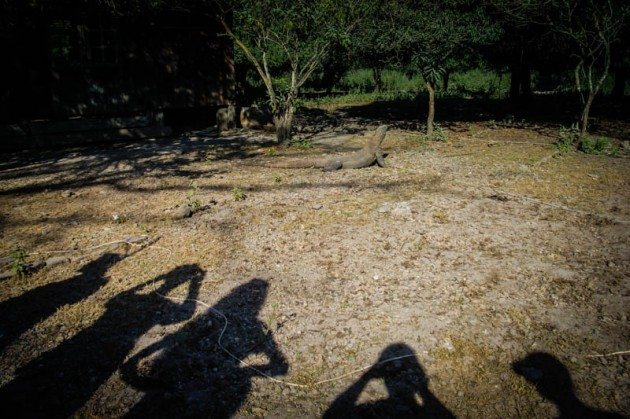 Komodo Dragon Rinca Island Indonesia