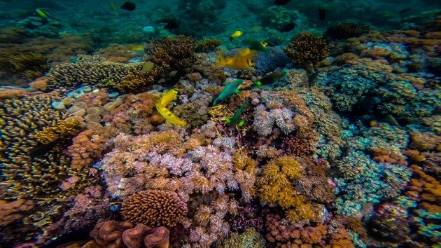 Red Beach Komodo Island Indonesia