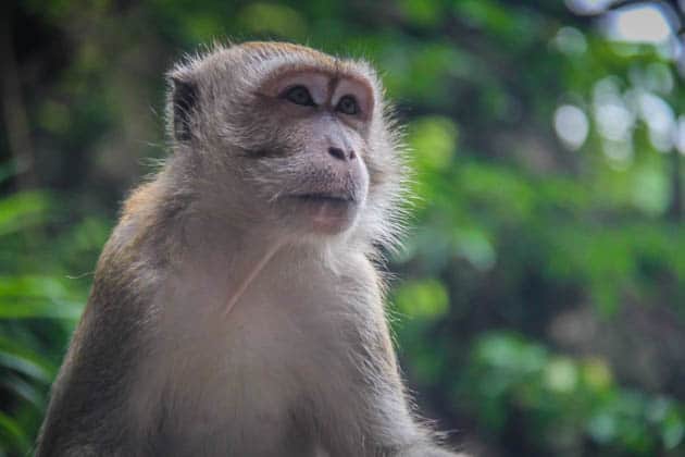 Macaques Batu Caves Kuala Lumpur Malaysia