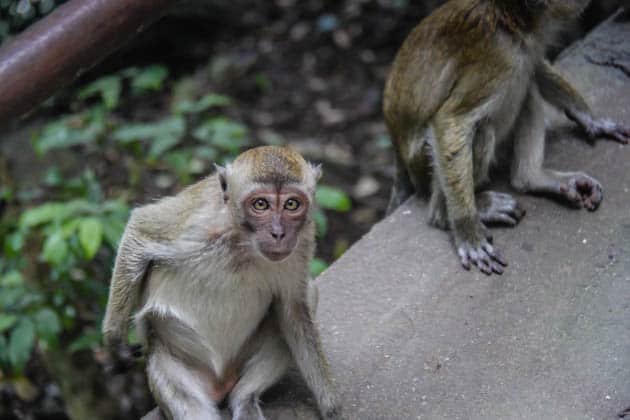 Macaques Batu Caves Kuala Lumpur Malaysia