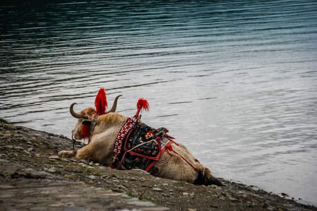 Sacred Yamdrok Lake of Tibet