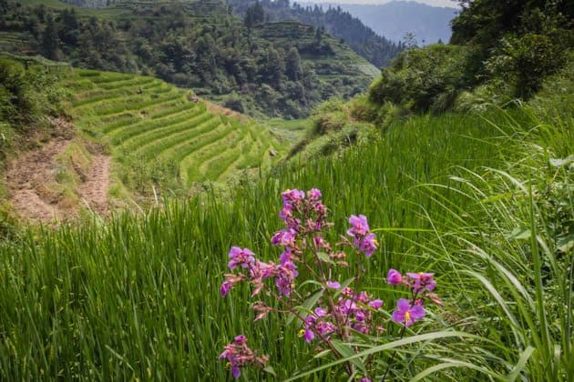 Hiking rice terraces Guilin China