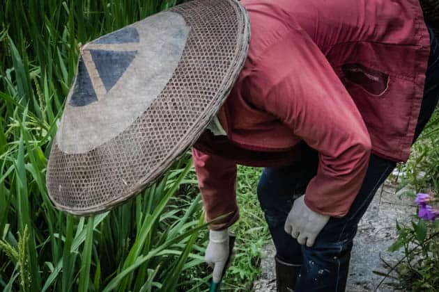 Hiking Rice Terraces Guilin China