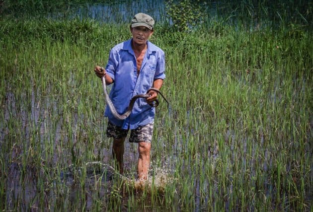 Vietnam Snake Man