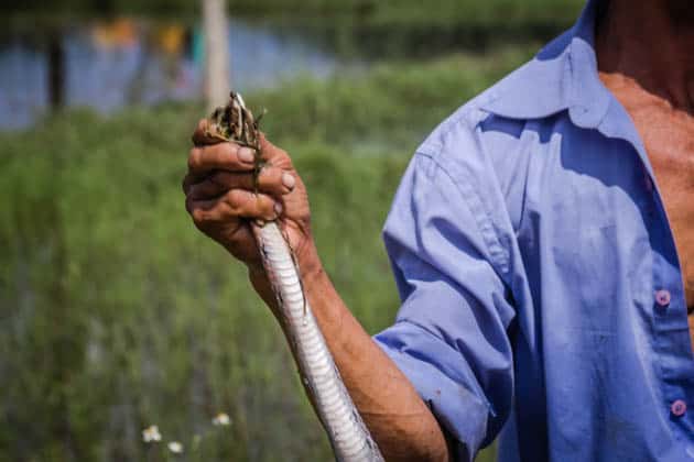 Vietnam Snake Man