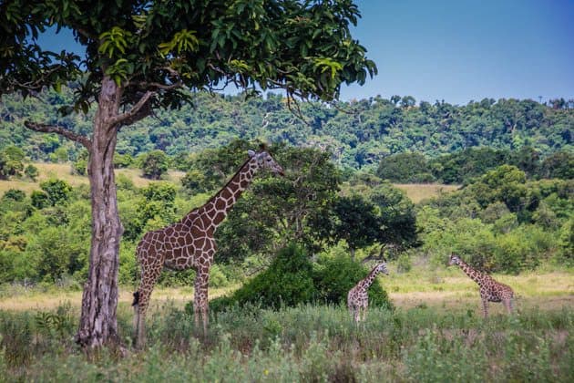 Caluit Island Safari Park Palawan Philippines