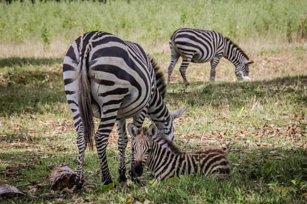Caluit Island Safari Park Palawan Philippines Zebra