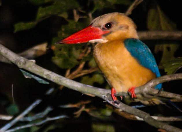 Blue Eared Kingfisher Sabah Borneo