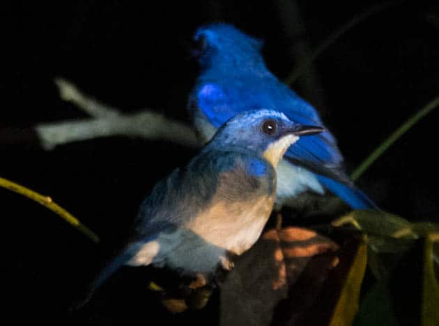 Malaysian Flycatcher Sabah Borneo