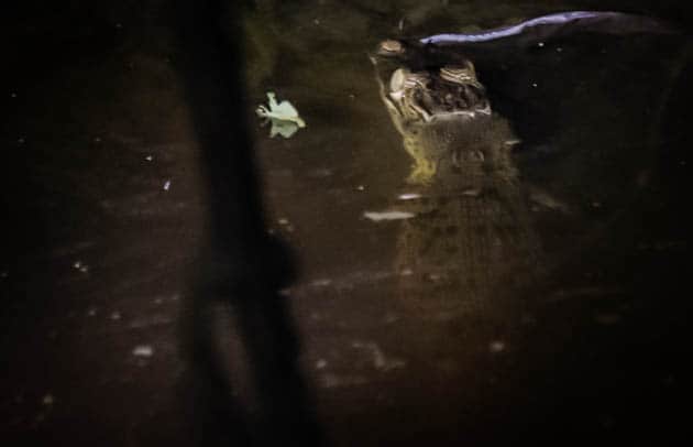 Borneo Crocodile Sukau Kinabatangan River