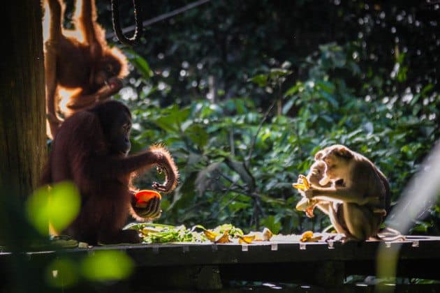 Orangutan sanctuary Borneo