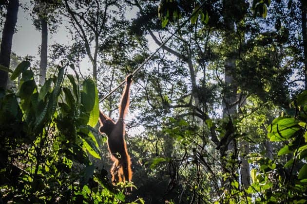 Orangutan sanctuary Borneo