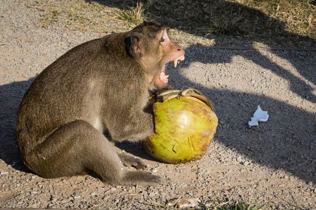 Complete Guide to Visiting the Angkor Temples Monkey Siem Reap Cambodia