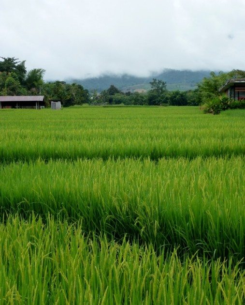 Pai Rice Fields Thailand Photos