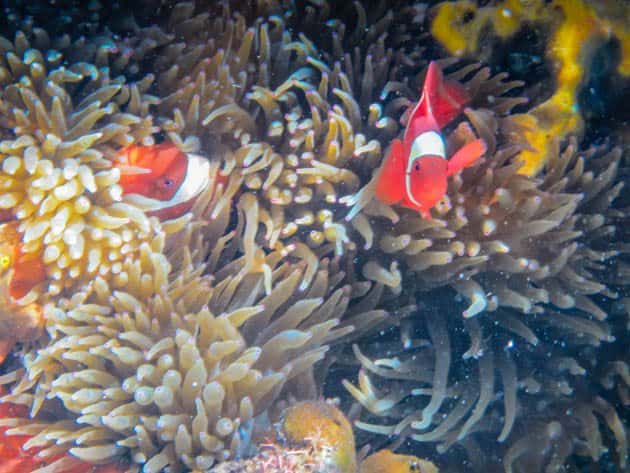 Nemo Philippines Photos