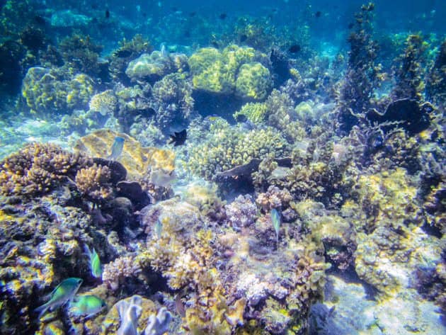 Crowning Glory Reef Philippines Photos
