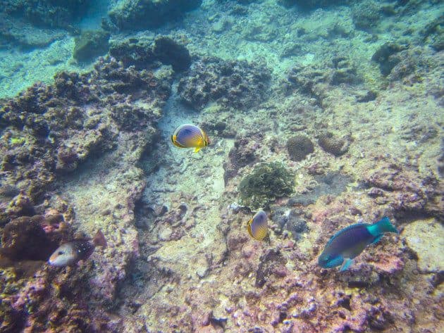 Snorkeling Self Guided Kayak tour of phi phi islands