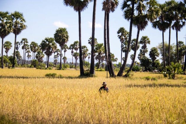 Farmer Siem Reap Cambodia Photos