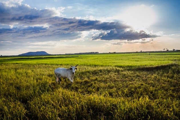 fields Siem Reap Cambodia Photos