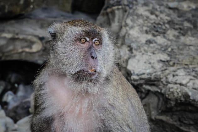 Monkey Beach phi phi Thailand Photos