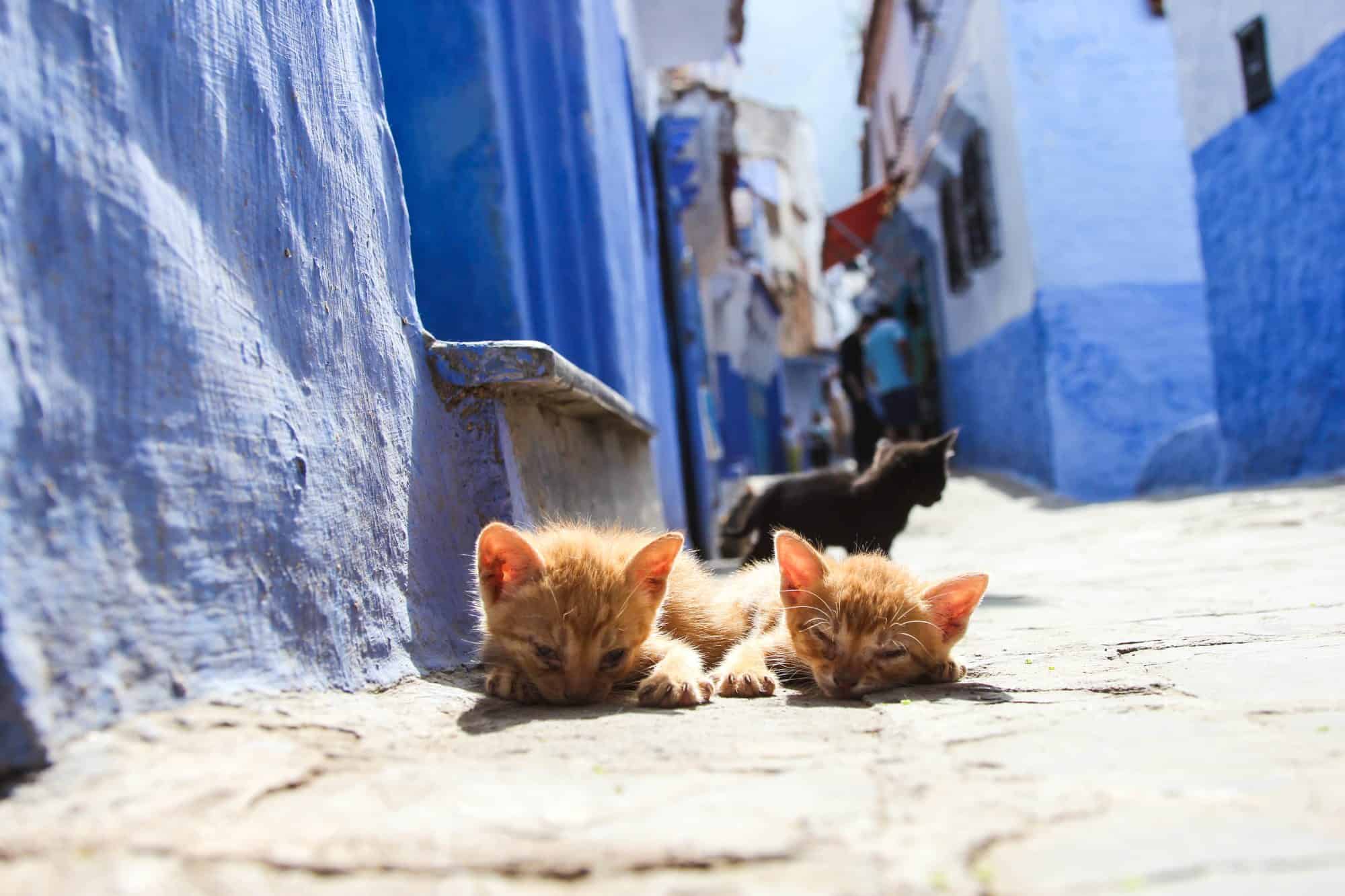 Discovering Chefchaouen the Blue City of Morocco
