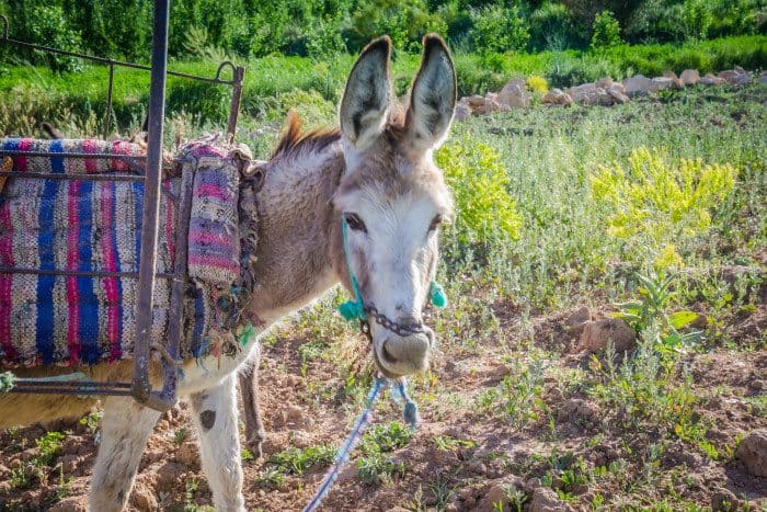 Hiking Midelt Morocco Berber Donkey