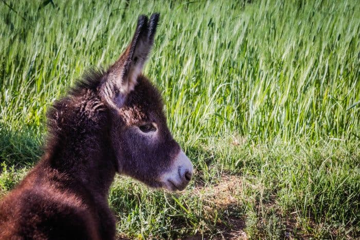 Hiking Midelt Morocco Berber Donkey