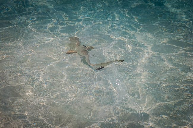 Shark in Maldives Photos Meerufenfushi