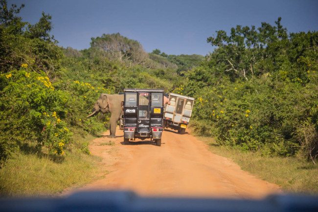 Yala National Park Sri Lanka Elephant