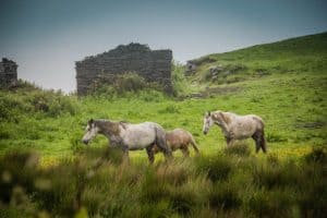 Horses in Field Wild Atlantic Way Ireland