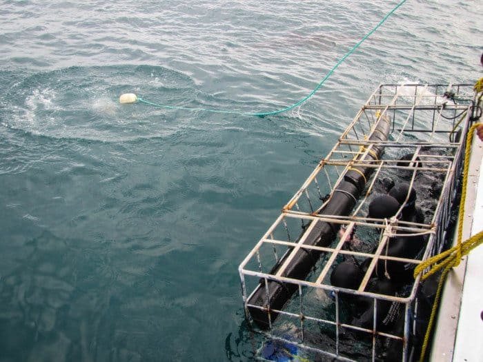 Great White Shark Cage Diving South Africa