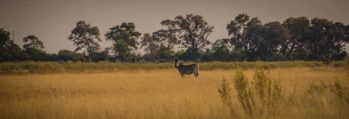 Okavango Delta Zebra Botswana