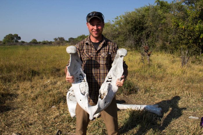 Okavango Delta Elephant Skull Botswana
