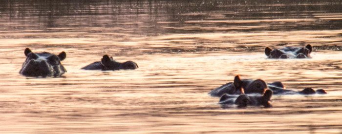 Okavango Delta Hippos Botswana
